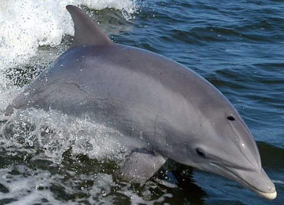 Bottlenose_Dolphin-e1477942807518